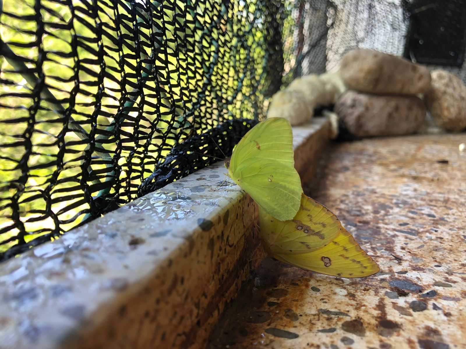 Solo Entrada Mariposario