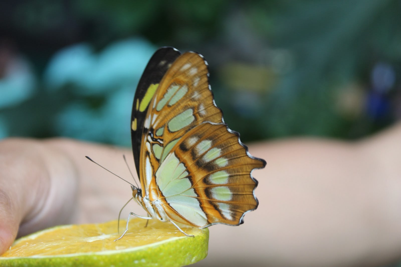 Domo del Mariposario Móvil en Puerto Vallarta