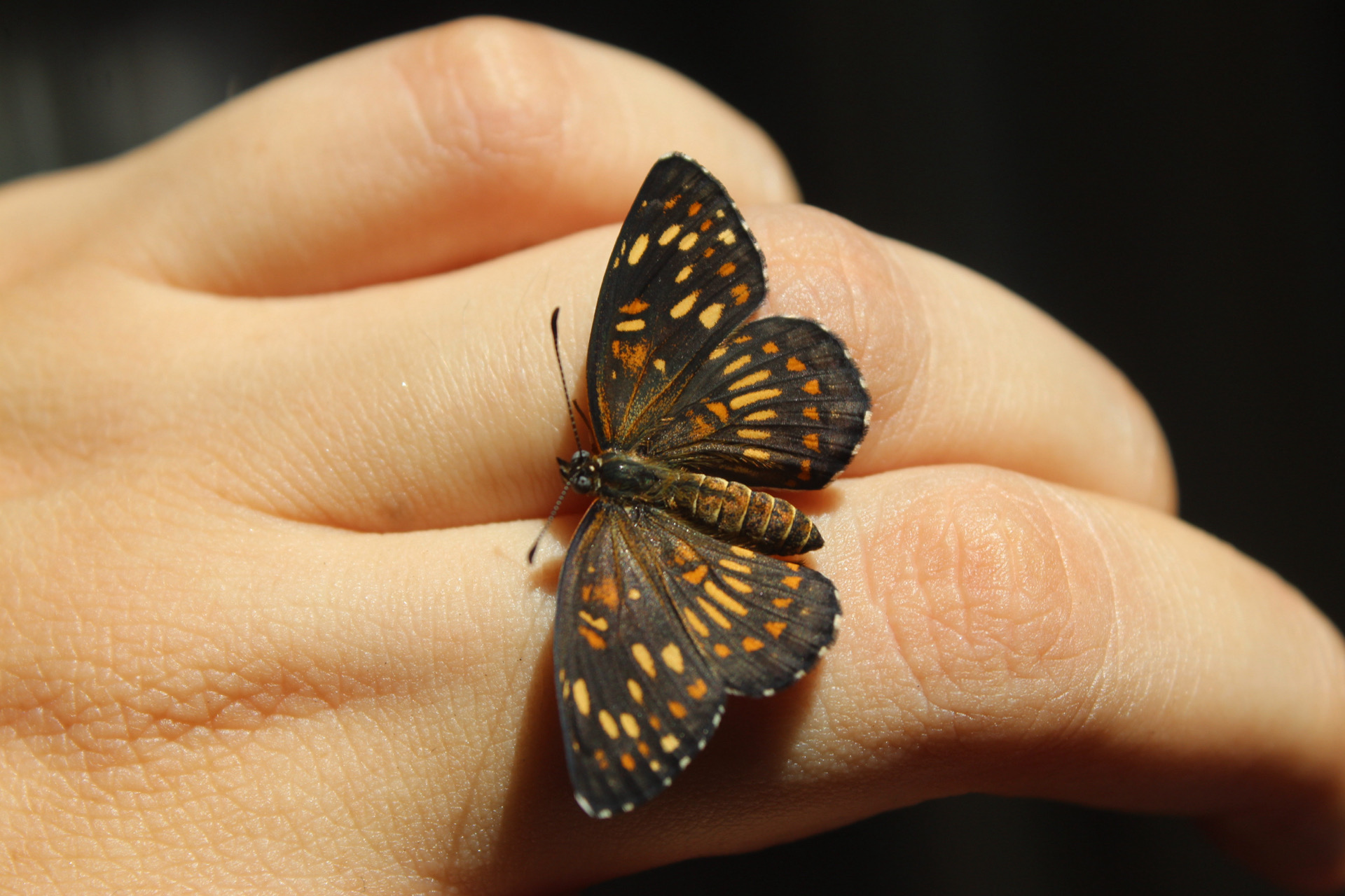 Apadrina una mariposa o planta hospedera en Bahía de Banderas