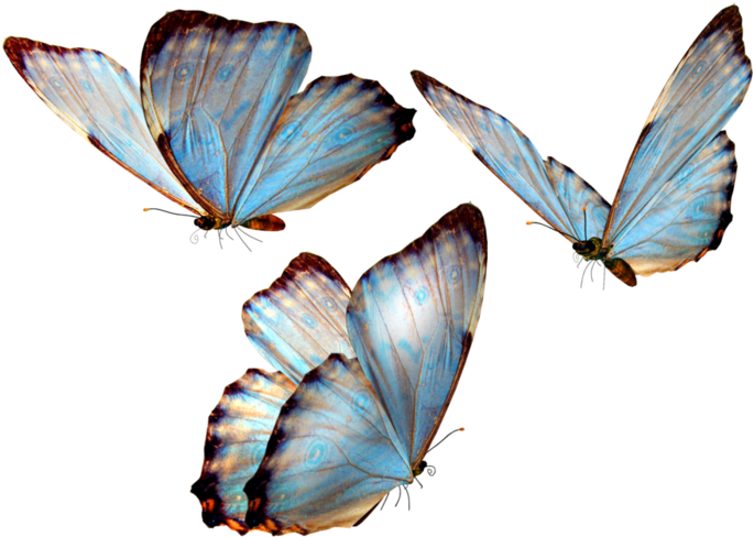 Morpho Mariposario Puerto Vallarta