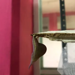 Morpho Mariposario Puerto Vallarta