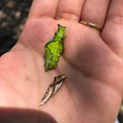 Morpho Mariposario Puerto Vallarta