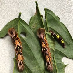 Morpho Mariposario Puerto Vallarta