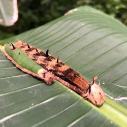 Morpho Mariposario Puerto Vallarta