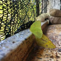 Morpho Mariposario Puerto Vallarta