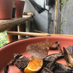 Morpho Mariposario Puerto Vallarta